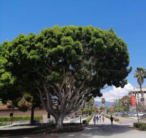 UC Santa Barbara, campus